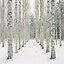 Birch forest in soft Nordic winter light